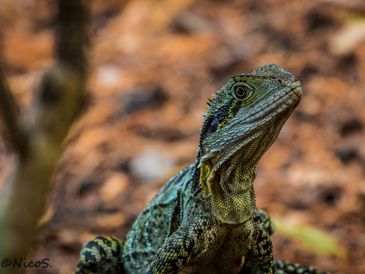 Australian water dragon