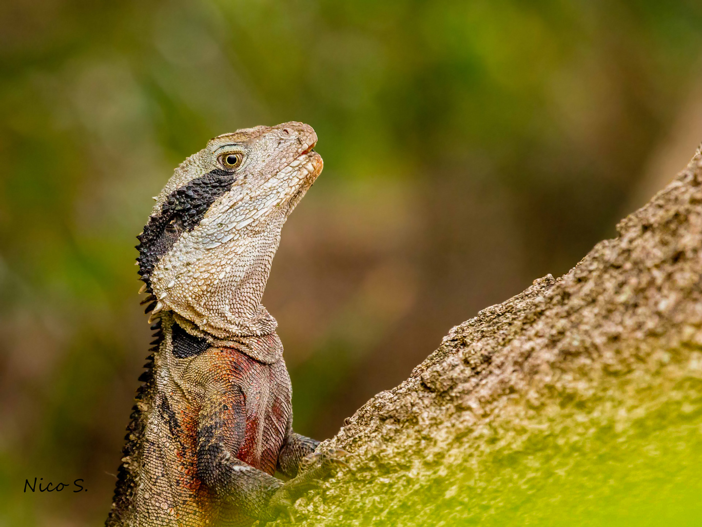 Australian water dragon 