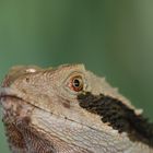 Australian water dragon; Physignathus lesueurii