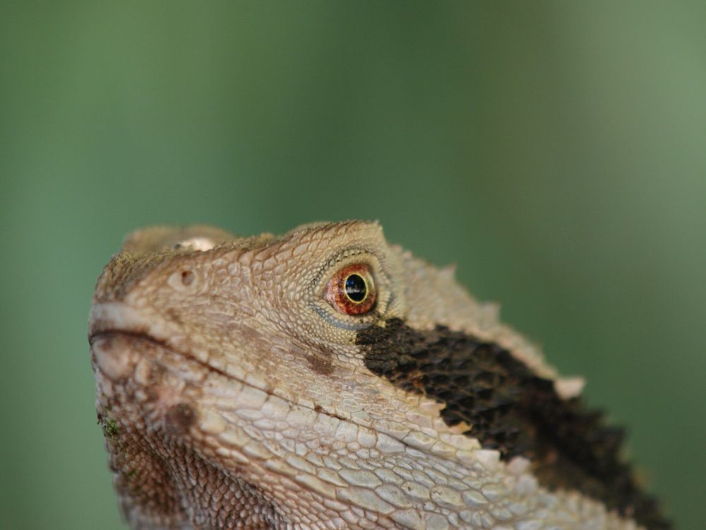 Australian water dragon; Physignathus lesueurii