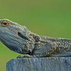 Australian Waterdragon 