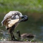 Australian white ibis during plumage care 