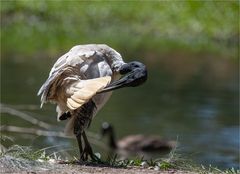 Australian white ibis during plumage care 