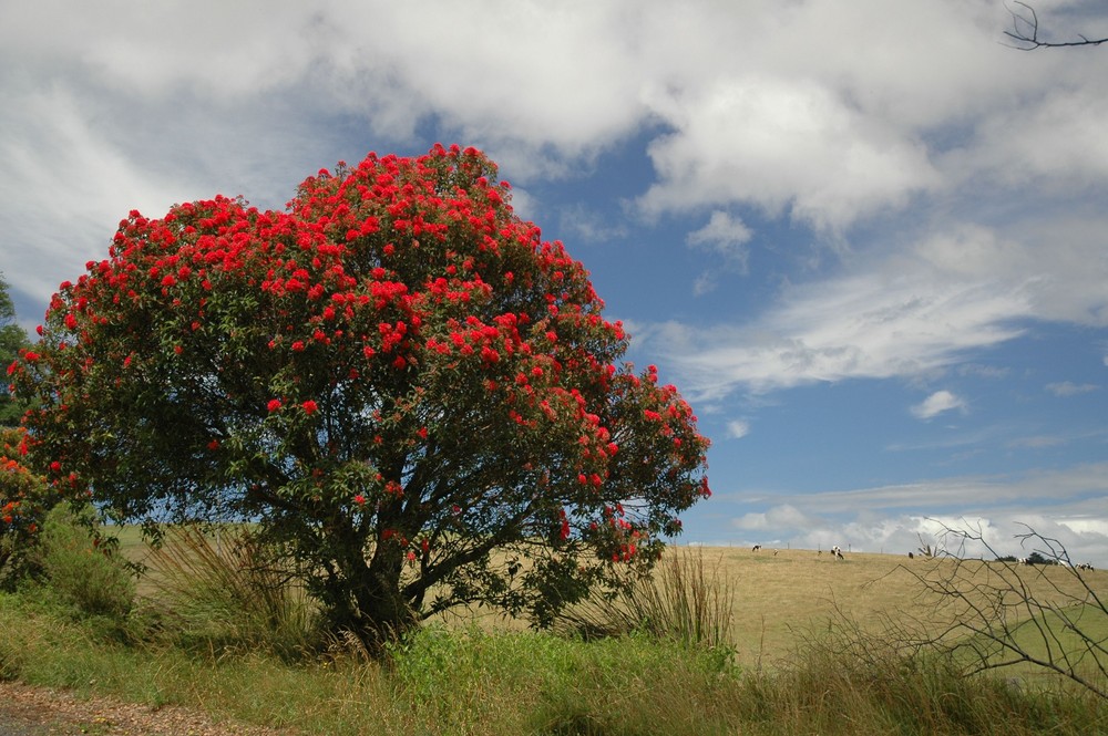 Australian Wilderness