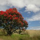 Australian Wilderness