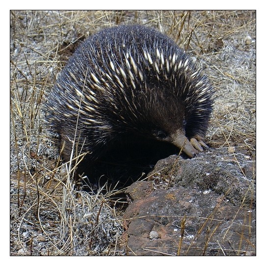 Australian Wildlife (I)