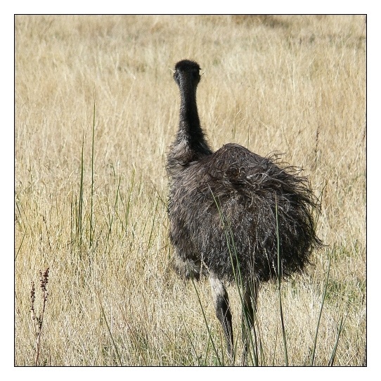 Australian Wildlife (III)