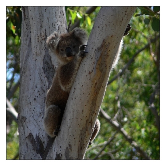 Australian Wildlife (IX)