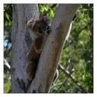 Australian Wildlife (IX)