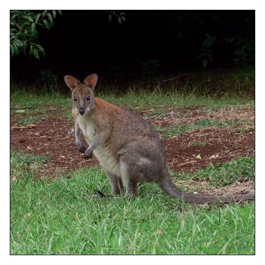 Australian Wildlife (V)