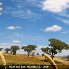 Australian Windmill