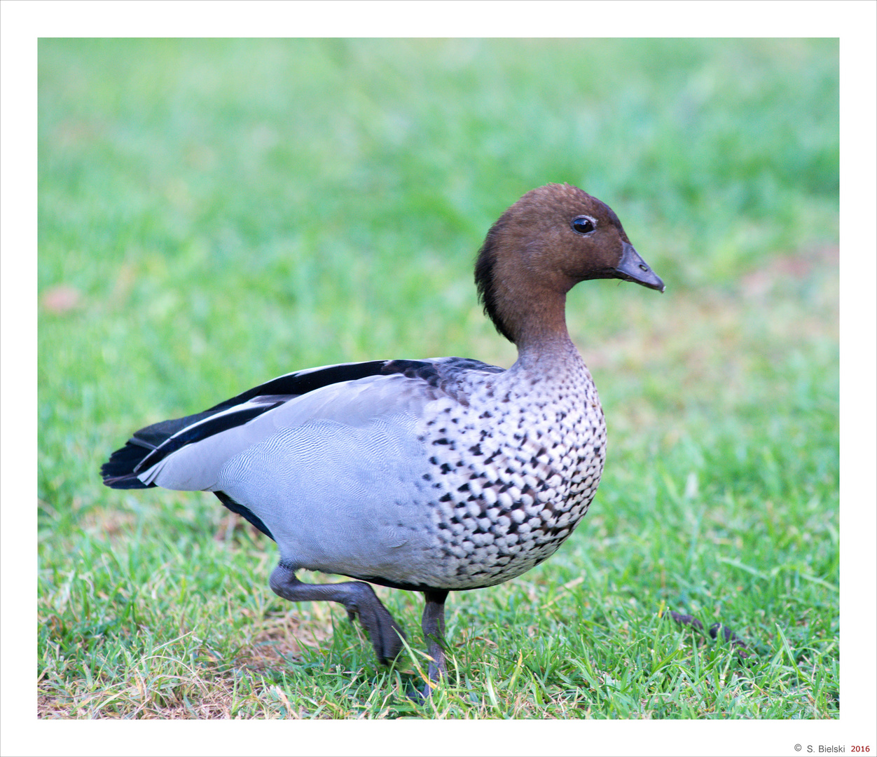 Australian Wood Duck