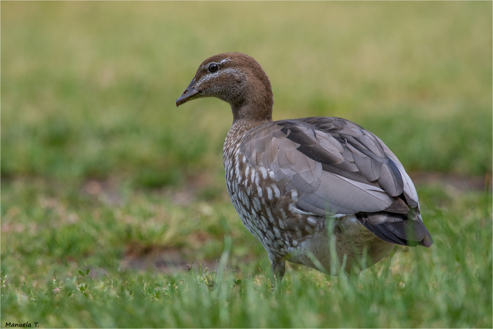 Australian wood duck