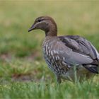 Australian wood duck