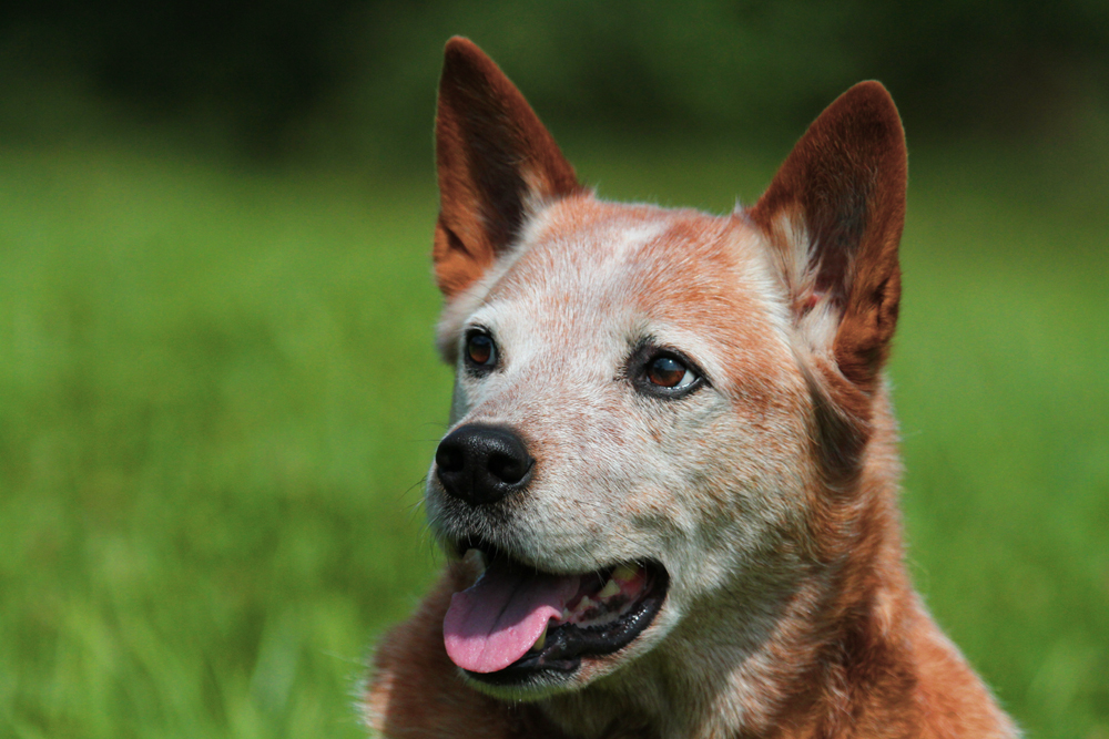 AustralianCattleDog