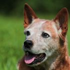 AustralianCattleDog