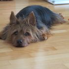 Australianterrier