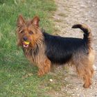 Australianterrier Asterix