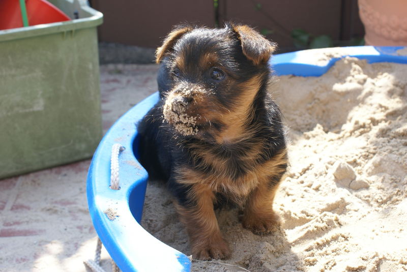 Australianterrier Welpe