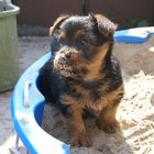 Australianterrier Welpe