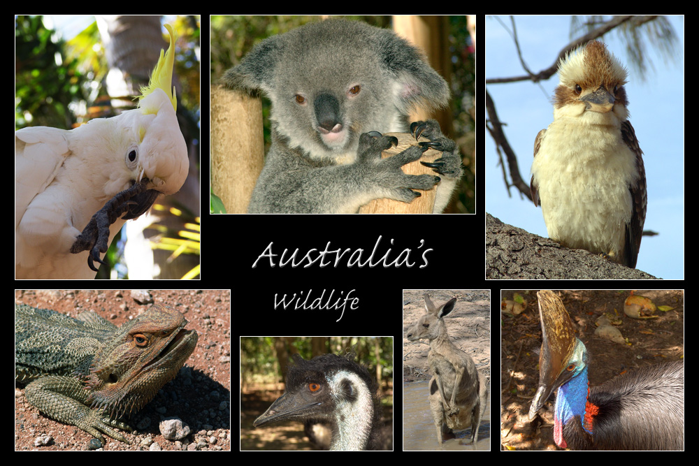 Australia's Wildlife