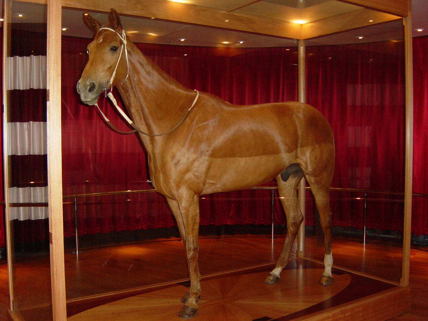 AUSTRALIAS WONDER HORSE