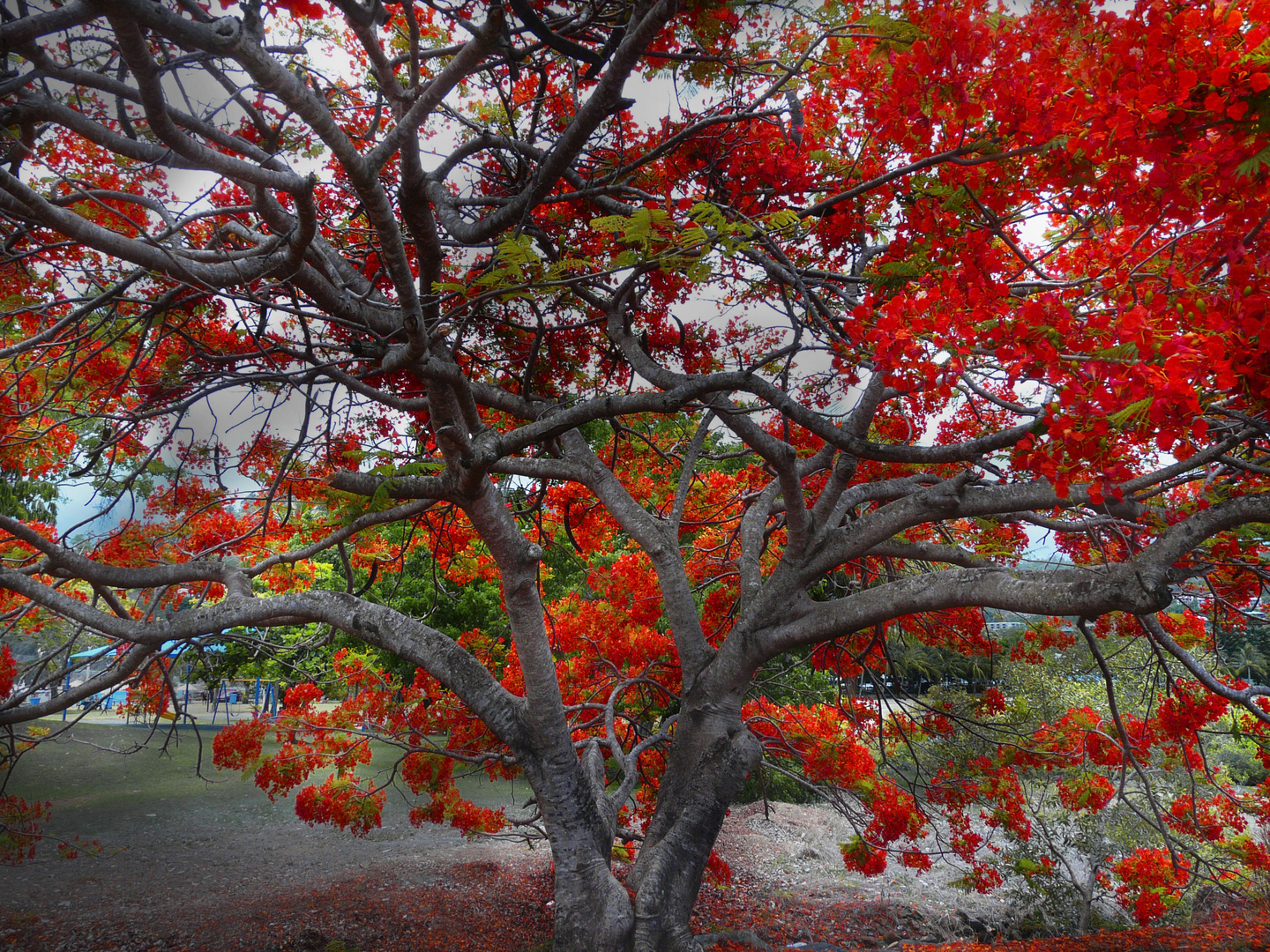 australie flamboyante