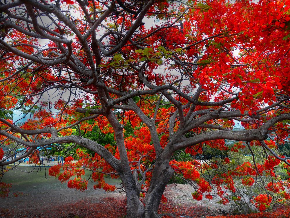 australie flamboyante