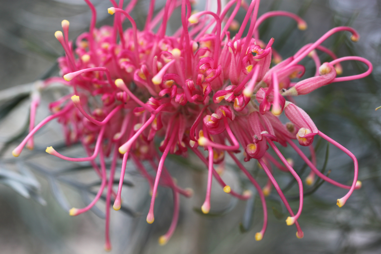 Australien 1345  Tolle Blüten