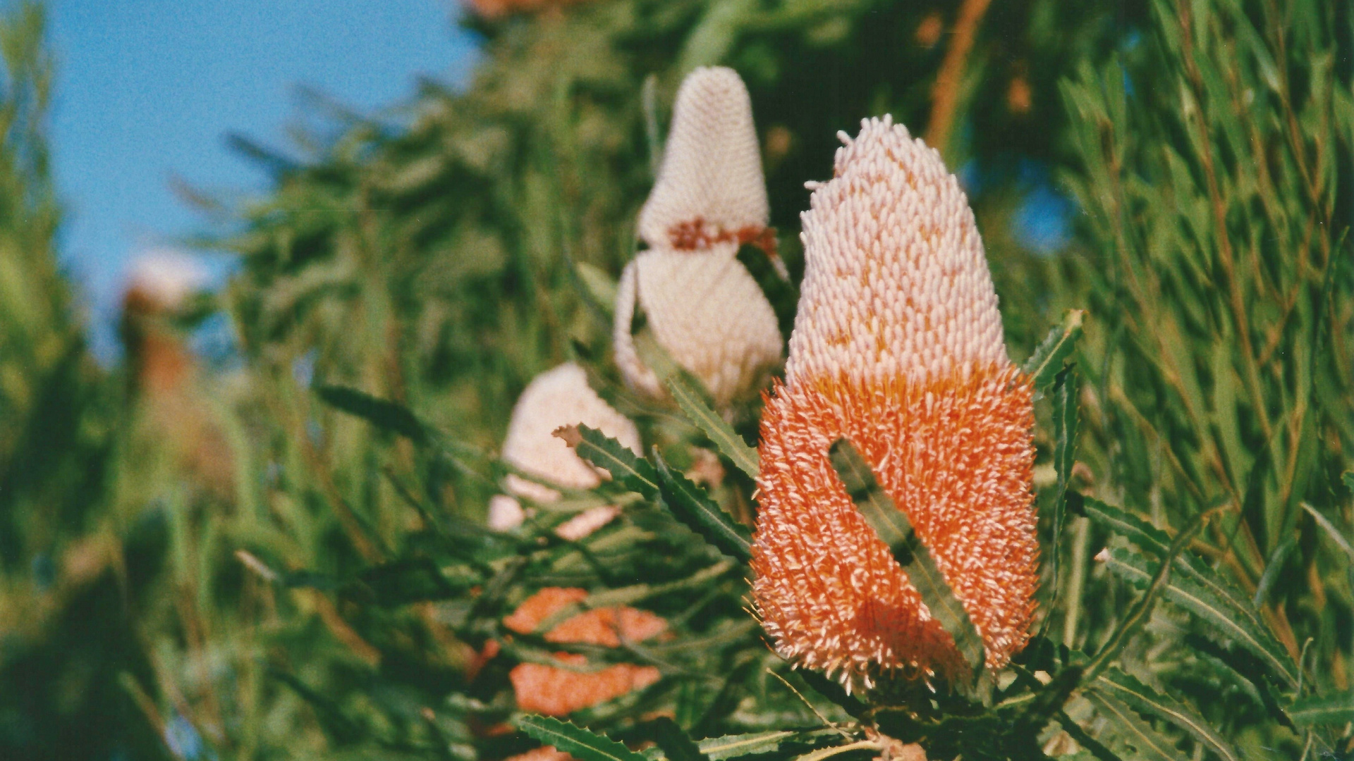 Australien (2001), Banksia Attentuata