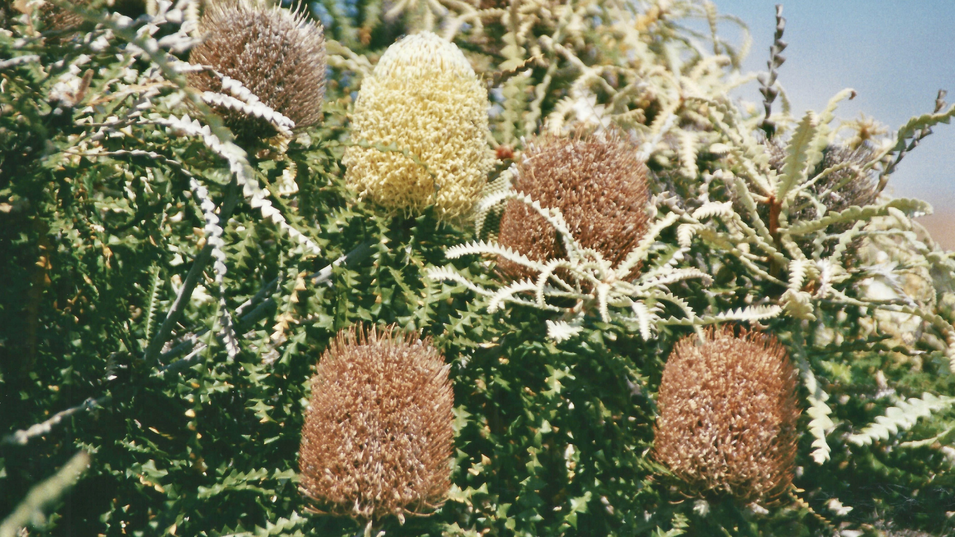 Australien (2001), Cape Le Grand NP