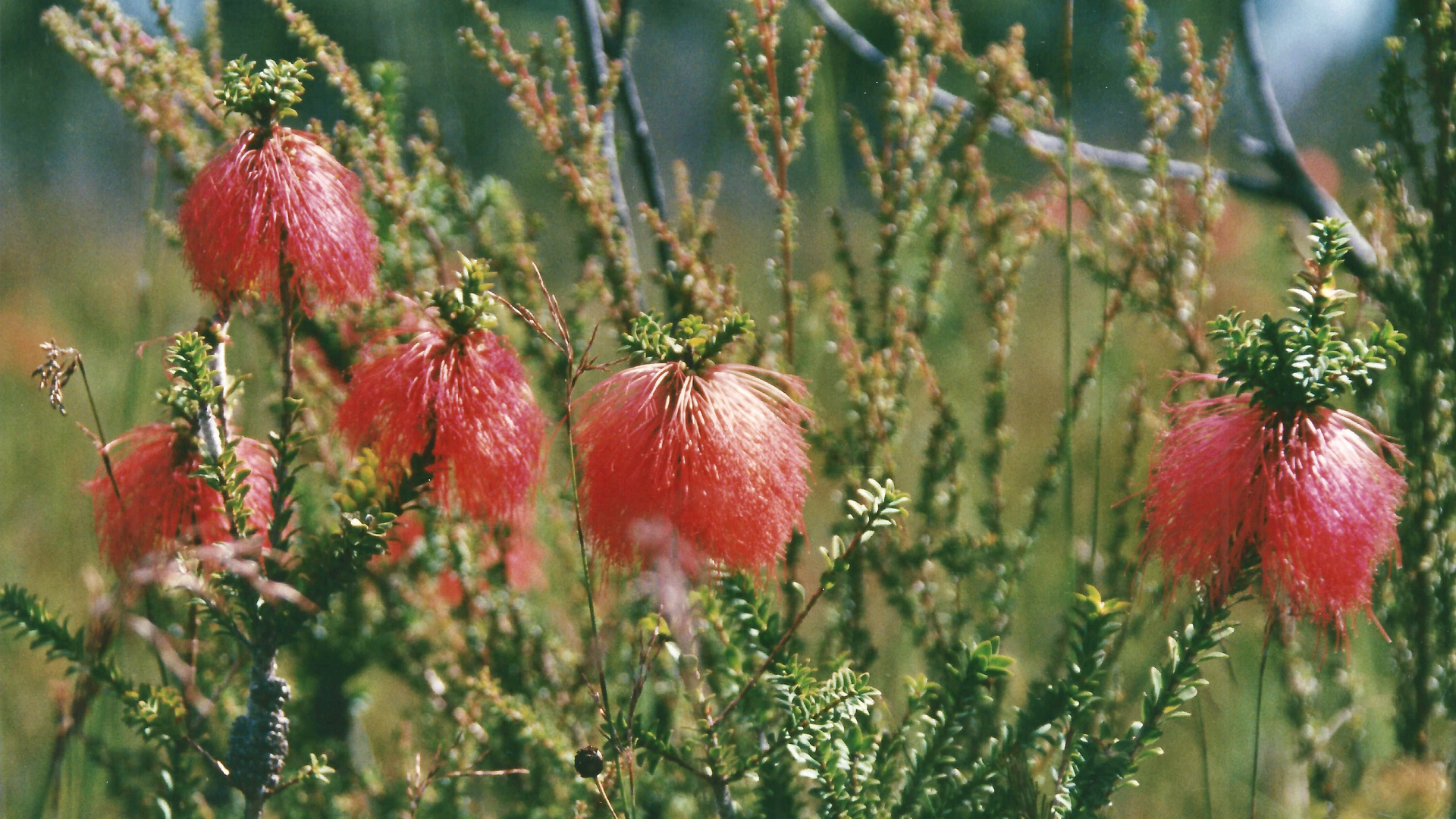 Australien (2001), Cape Leeuwin