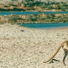 Australien (2001), Cape Range NP