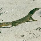 Australien (2001), Cape Range NP