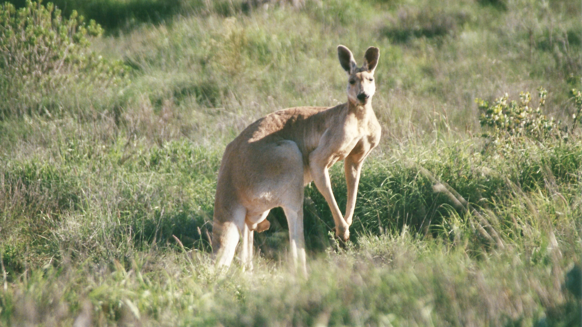 Australien (2001), Coral Bay