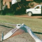 Australien (2001), Kalbarri NP