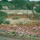 Australien (2001), Karijini Nationalpark