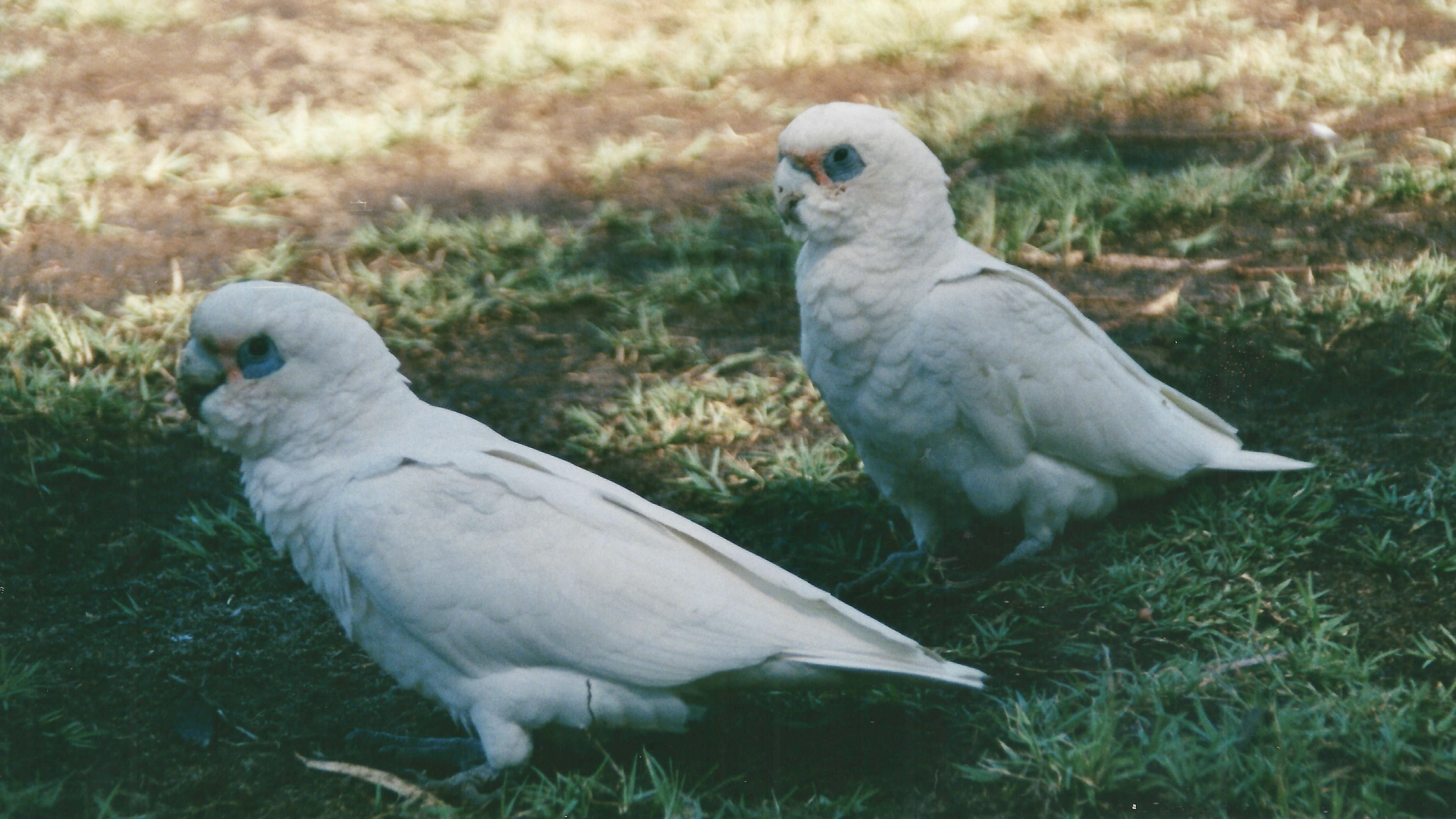 Australien (2001), Perth