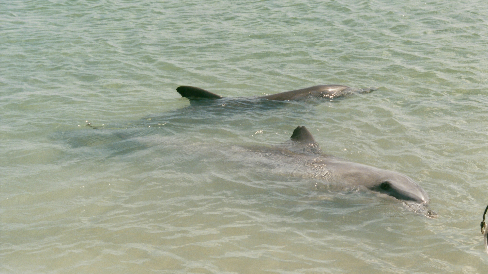 Australien (2001), Shark Bay