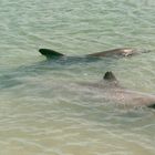 Australien (2001), Shark Bay