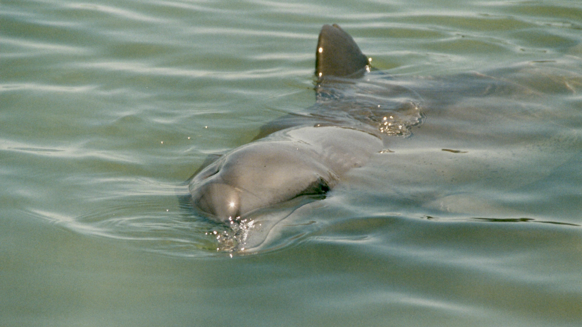 Australien (2001), Shark Bay