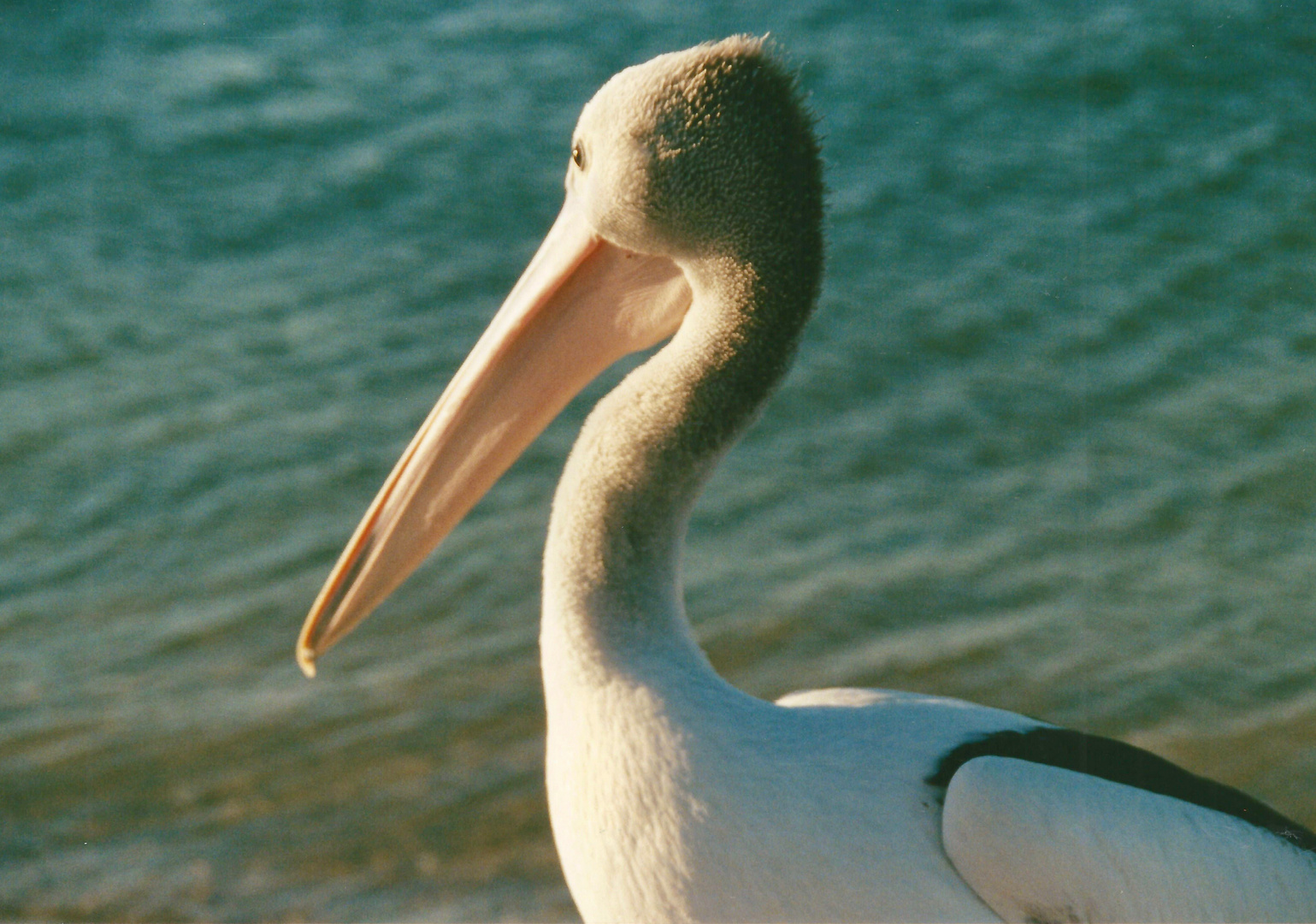 Australien (2001), Shark Bay