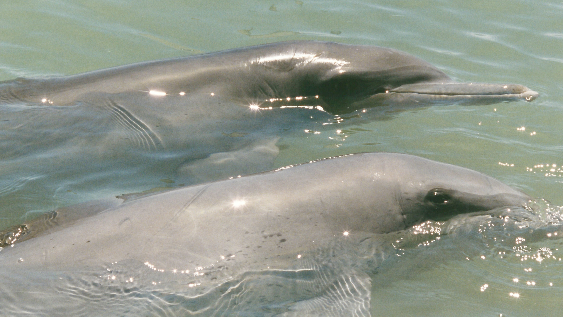 Australien (2001), Shark Bay