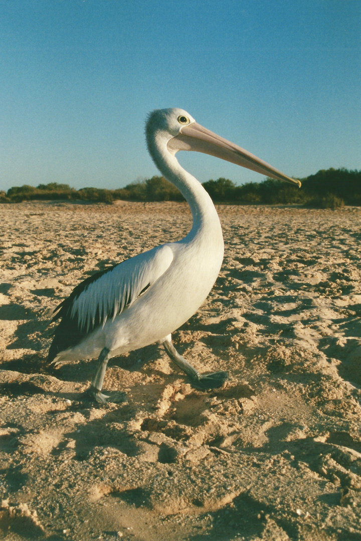 Australien (2001), Shark Bay