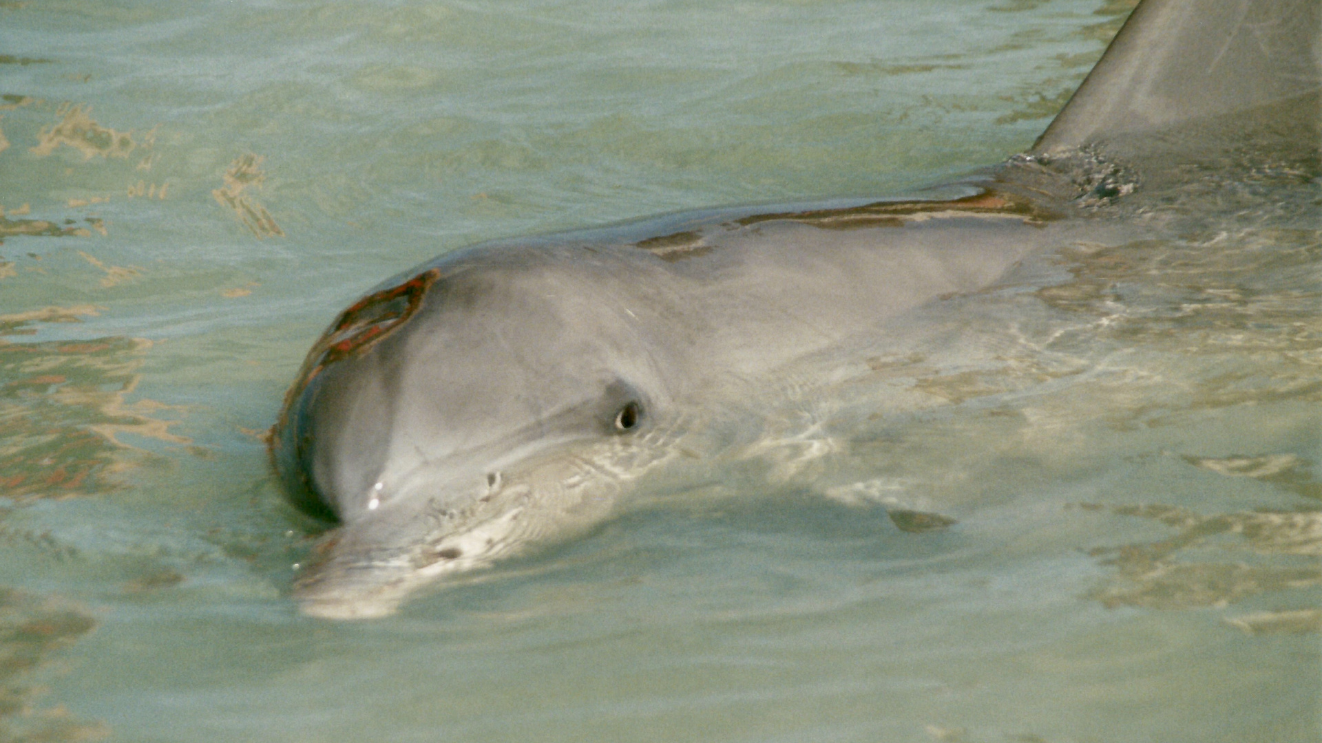 Australien (2001), Shark Bay