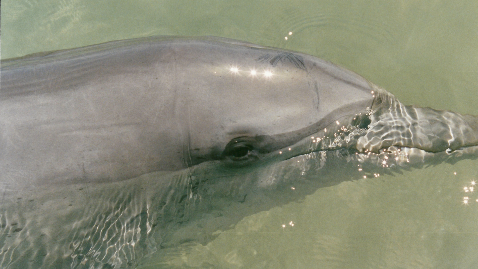 Australien (2001), Shark Bay