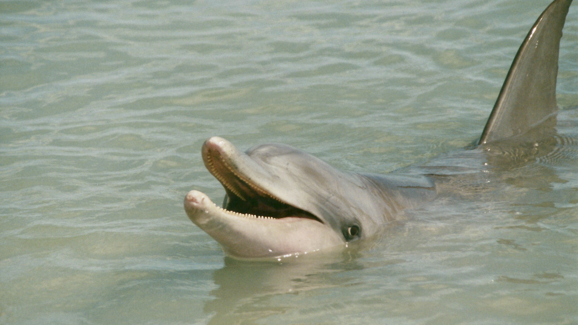 Australien (2001), Shark Bay