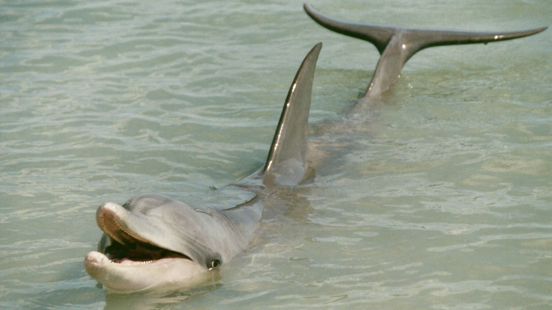 Australien (2001), Shark Bay