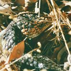 Australien (2001), Shingleback