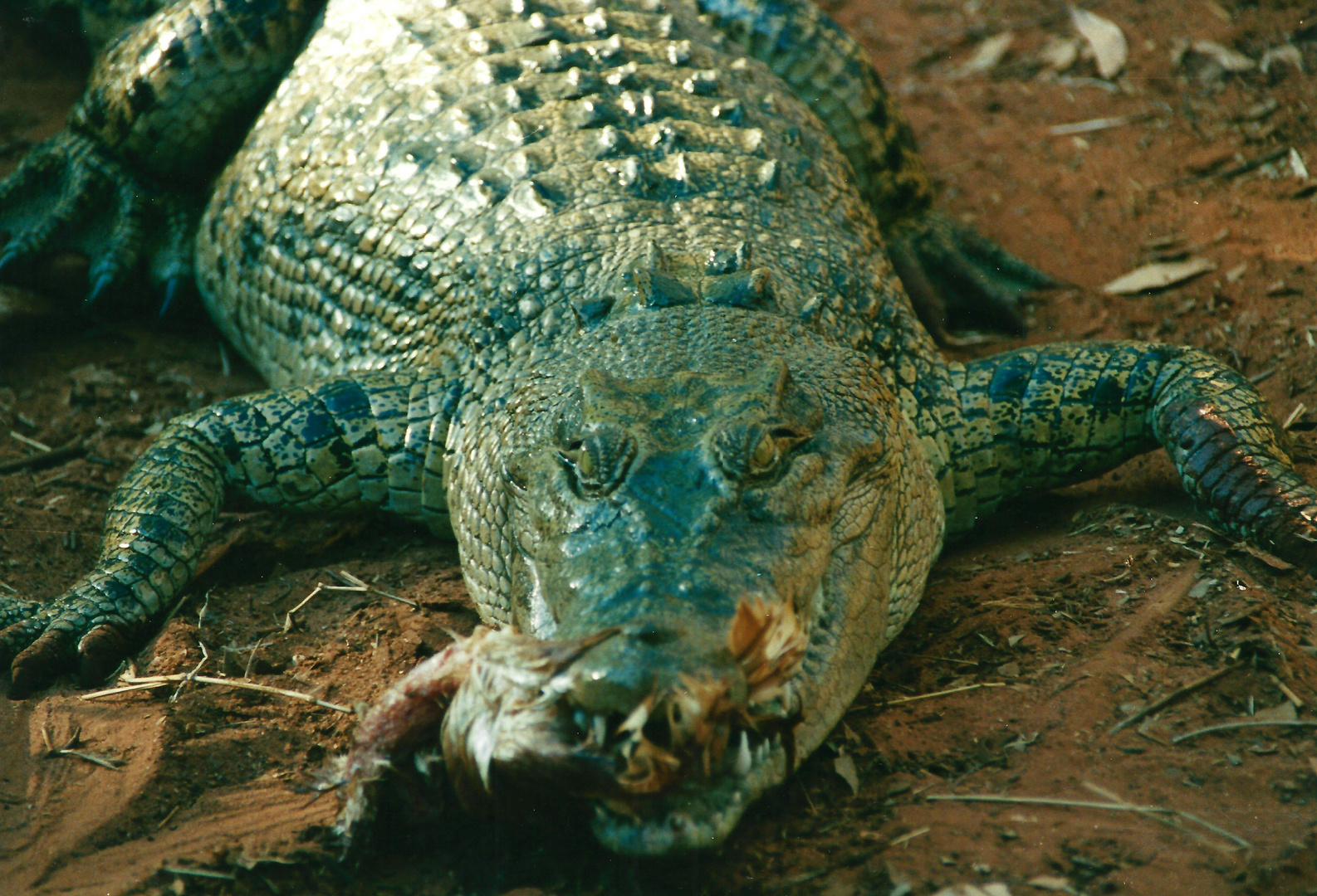 Australien (2002), Estuarine Crocodile